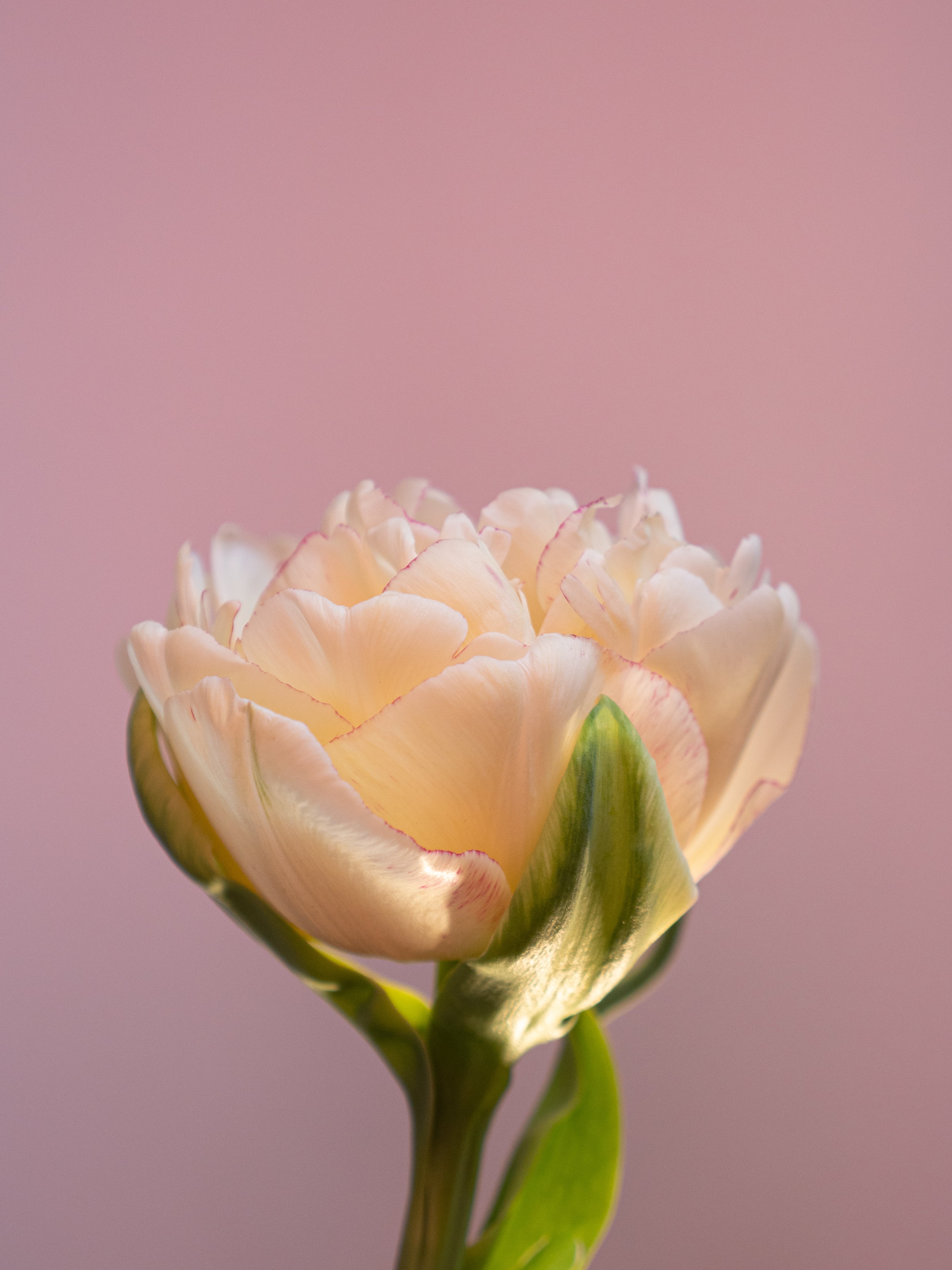 🌷La Primavera 🌷